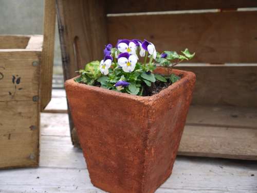 Terracotta Pot Viola Garden Flower Terracotta