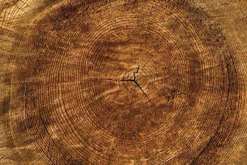Texture Tree Annual Rings Background Structure