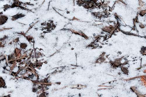Texture Forest Floor Winter Snow Forest Structure