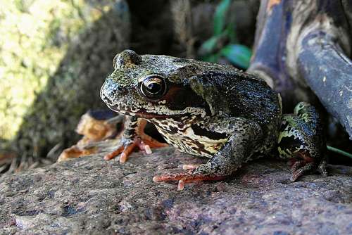 The Frog Amphibian Hyla Meridionalis Nature