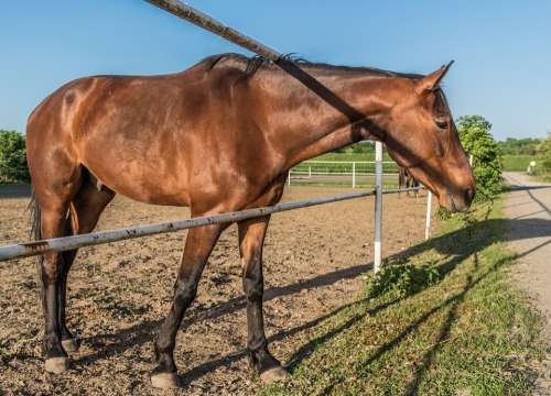 The Horse Stud Chestnut Brown Stallion Mare