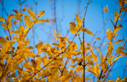 The Leaves Yellow Blue Sky Autumn