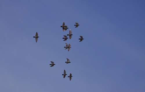 The Pigeons Sky Blue Flight Birds Expensive