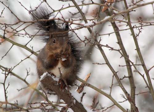 The Squirrel Winter Snow Thorns Food Cold Animal