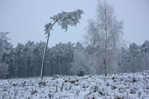 The Winter'S Tale Wintry Forest Winter Pine Forest