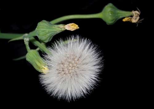 Thistle Weed Seeds Garden Nature