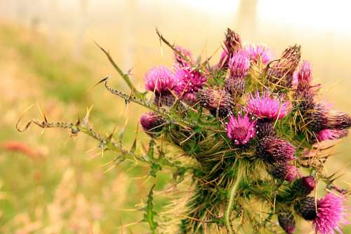 Thistle Scotland Flower Purple Nature Scottish