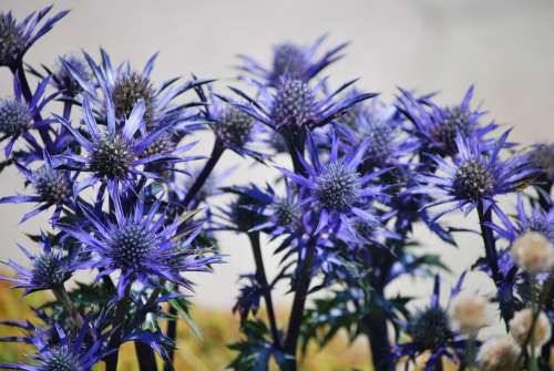 Thistles Flowers Blue