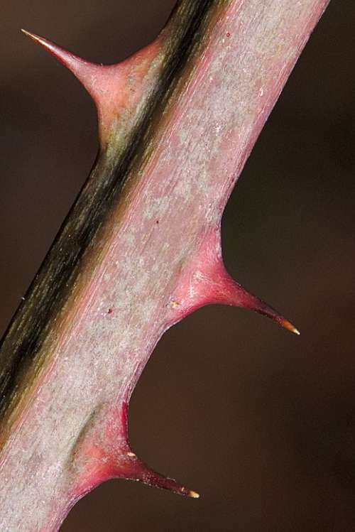 Thorns Blackberry Nature Bush Spur Close Up