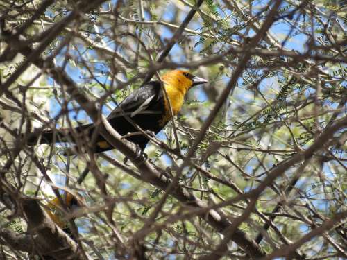 Thrush Ave Bird Nature Little Bird Animal Peak