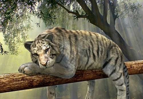Tiger Animal Jungle Rainforest Exotic Animal World