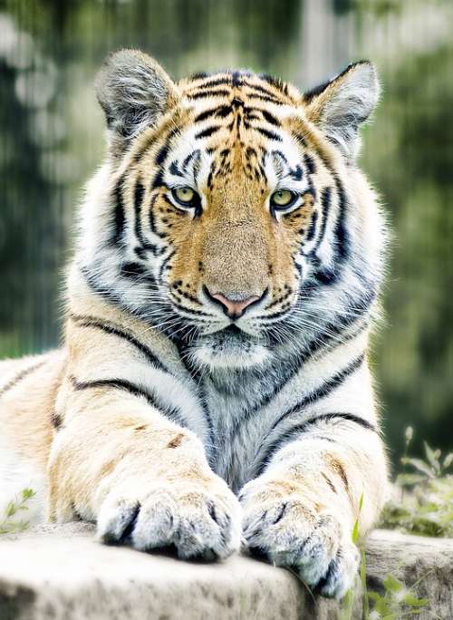 Tiger Siberian Tiger Big Cat Zoo Predator