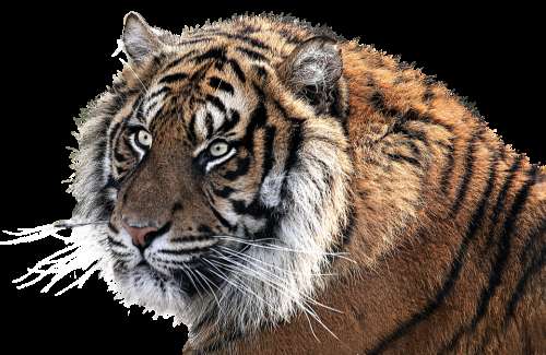 Tiger Tiger Head Animal Feline