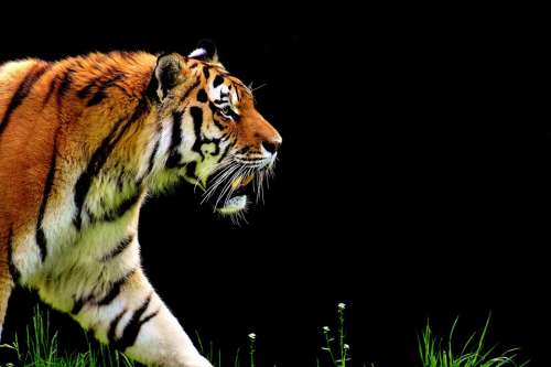 Tiger Predator Fur Beautiful Dangerous Big Cat