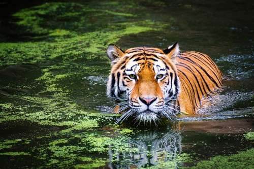 Tiger Big Cat Big Cats Animal World Animal Portrait