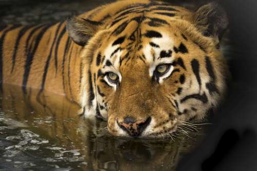 Tiger Wildlife Eyes Bathing Lake Wild Predator