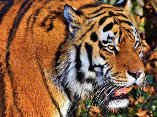Tiger Big Cat Predator Wildcat Dangerous Majestic
