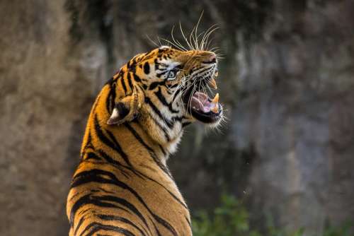 Tiger Cat Big Cat Animal Predator Roar