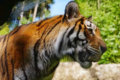 Tiger Big Cat Panthera Tigris Animal Mammal