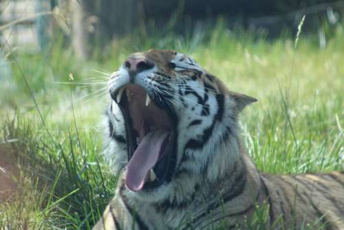 Tiger Zoo Yawn Grass Animal Wildcat Hunter Teeth