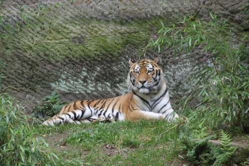 Tiger Big Cat Zoo Relax Portrait