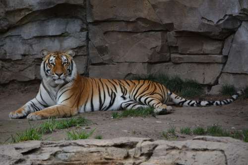 Tiger Zoo Feline Animal Stripes