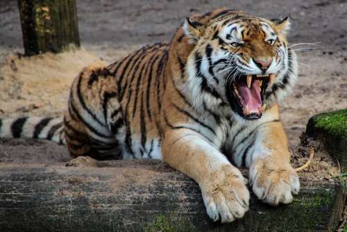Tiger Predator Animal Tooth Roar Dangerous