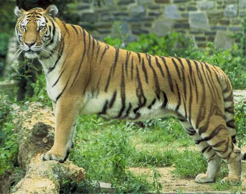 Tiger Feline Big Cat Animal Wildlife Nature