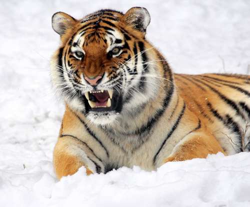 Tiger Snow Growling Zoo Big Cat Feline Winter