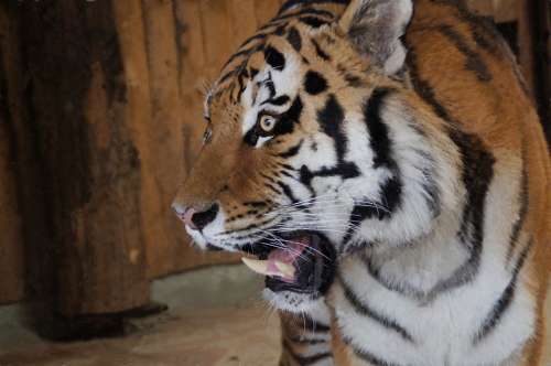 Tiger Big Cat Close Up Dangerous
