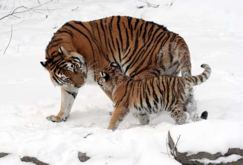 Tiger Siberian Tiger Tiger Cub