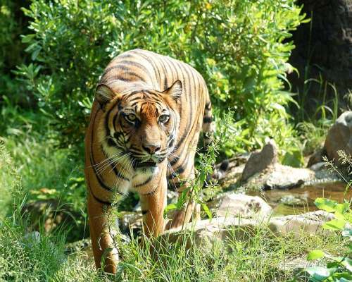Tiger Sumatran Tiger Big Cat Dangerous Animal