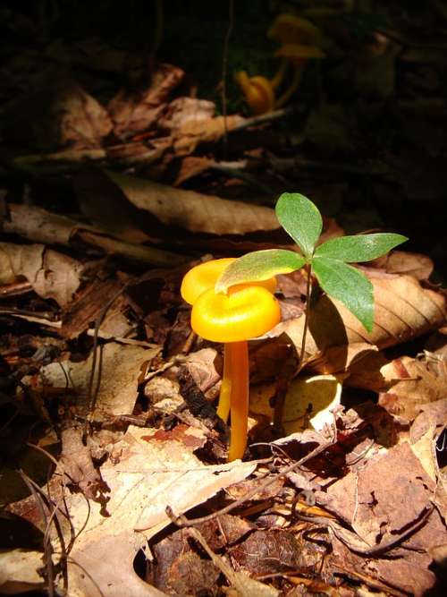 Toadstool Mushroom Forest Woods Pennsylvania