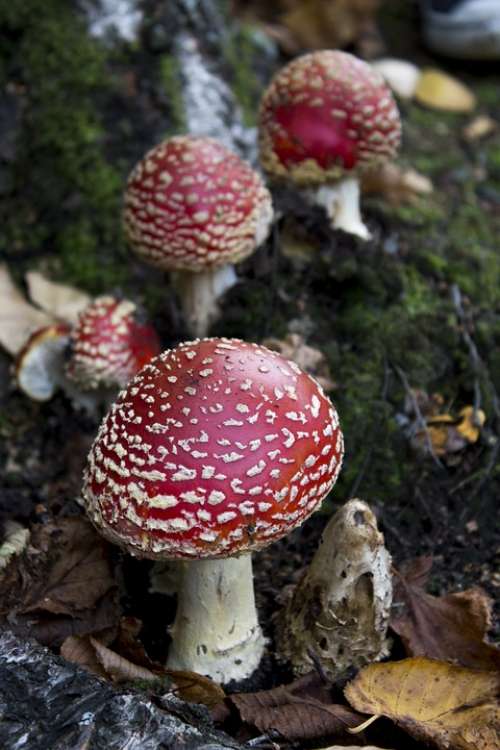 Toadstool Mushroom Fungus Red Autumn Fungi