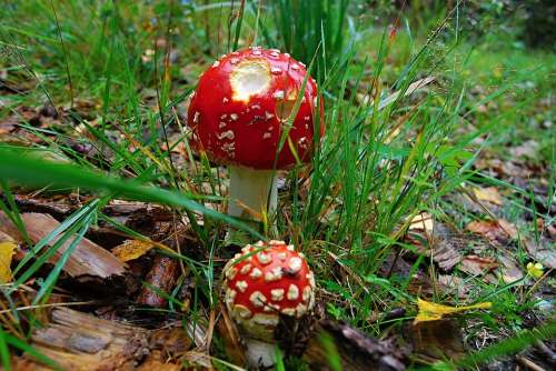 Toadstool Red Toxic Macro Grass Dew Fungus