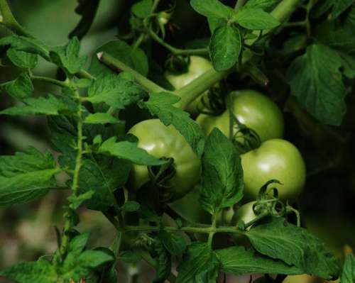 Tomato Green Food Organic