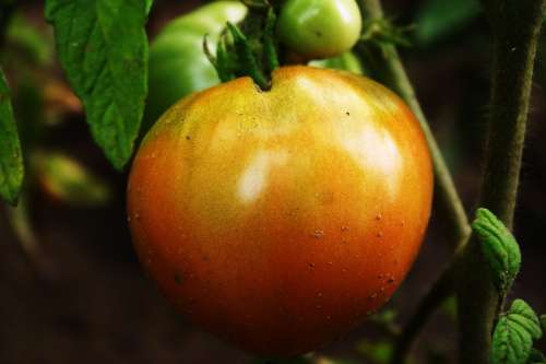Tomato Ripe Food Vegetable Organic