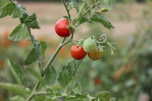 Tomato Green Red Groceries Grow Garden Food