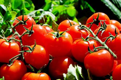 Tomatoes Red Food Fresh Market Vegetables