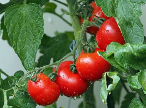 Tomatoes Bio Balcony Rain Vegetables Eat Red