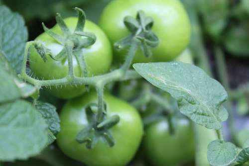 Tomatoes Green Natural