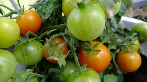 Tomatoes Vegetable Garden Harvest Vegetables Food