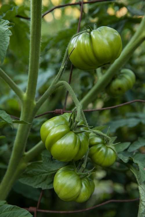 Tomatoes Vegetable Healthy Food Green Garden