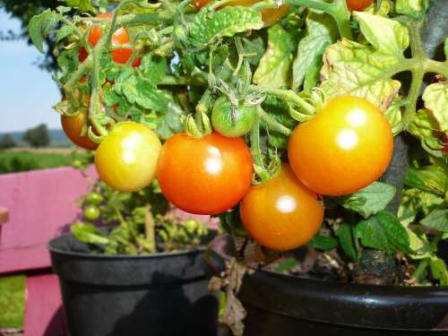 Tomatoes Red Pot Green Food Vegetables Vegetarian