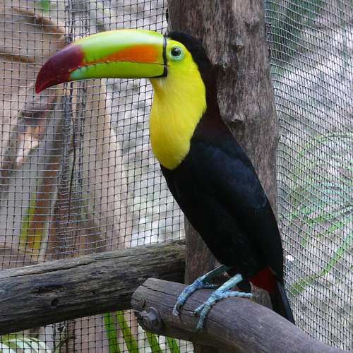 Toucan Perched Caged Tropical Wildlife Beak