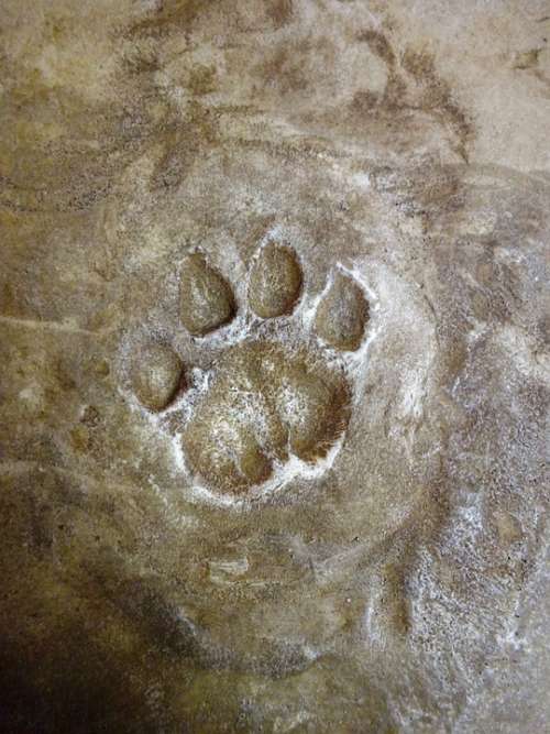 Tracks Footprint Wild Feet Animal Foot Felids Fox
