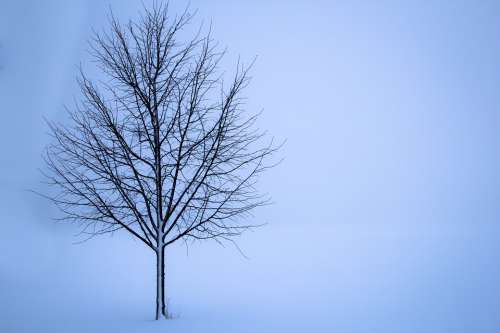 Tree Snow Winter Landscape Loneliness White Frost