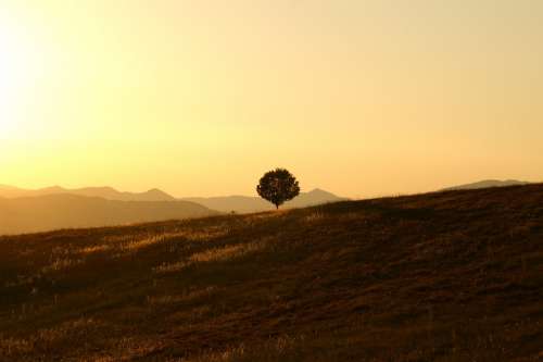 Tree Solitary Landscape Umbria Sunset Calm Quiet