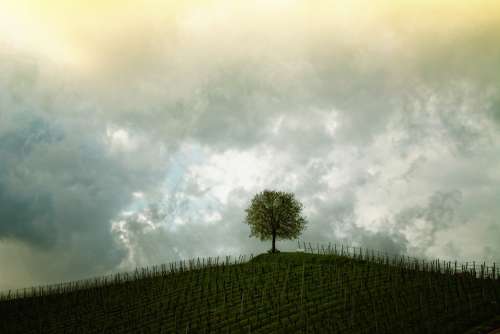 Tree Hill Vines Landscape Mood Sky