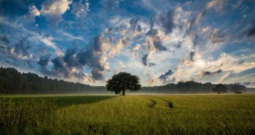 Tree Field Cornfield Nature Landscape Sky Clouds